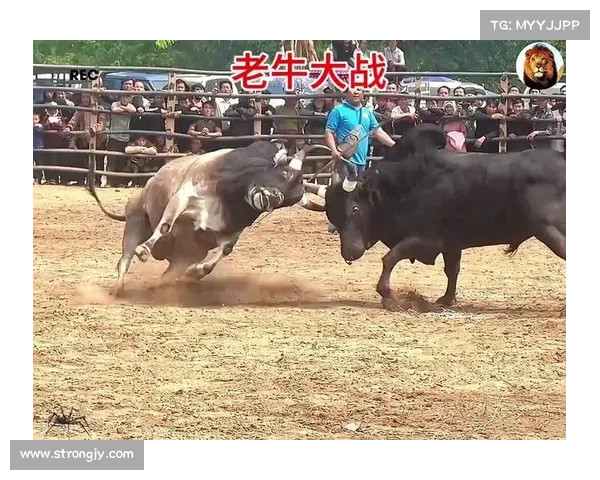 斗牛赛事体育直播;斗牛比赛视频全部视频 斗牛赛事体育直播;斗牛比赛视频全部视频